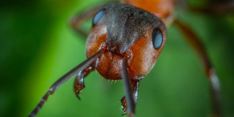 How many ants are there on Earth? Thousands of billions.