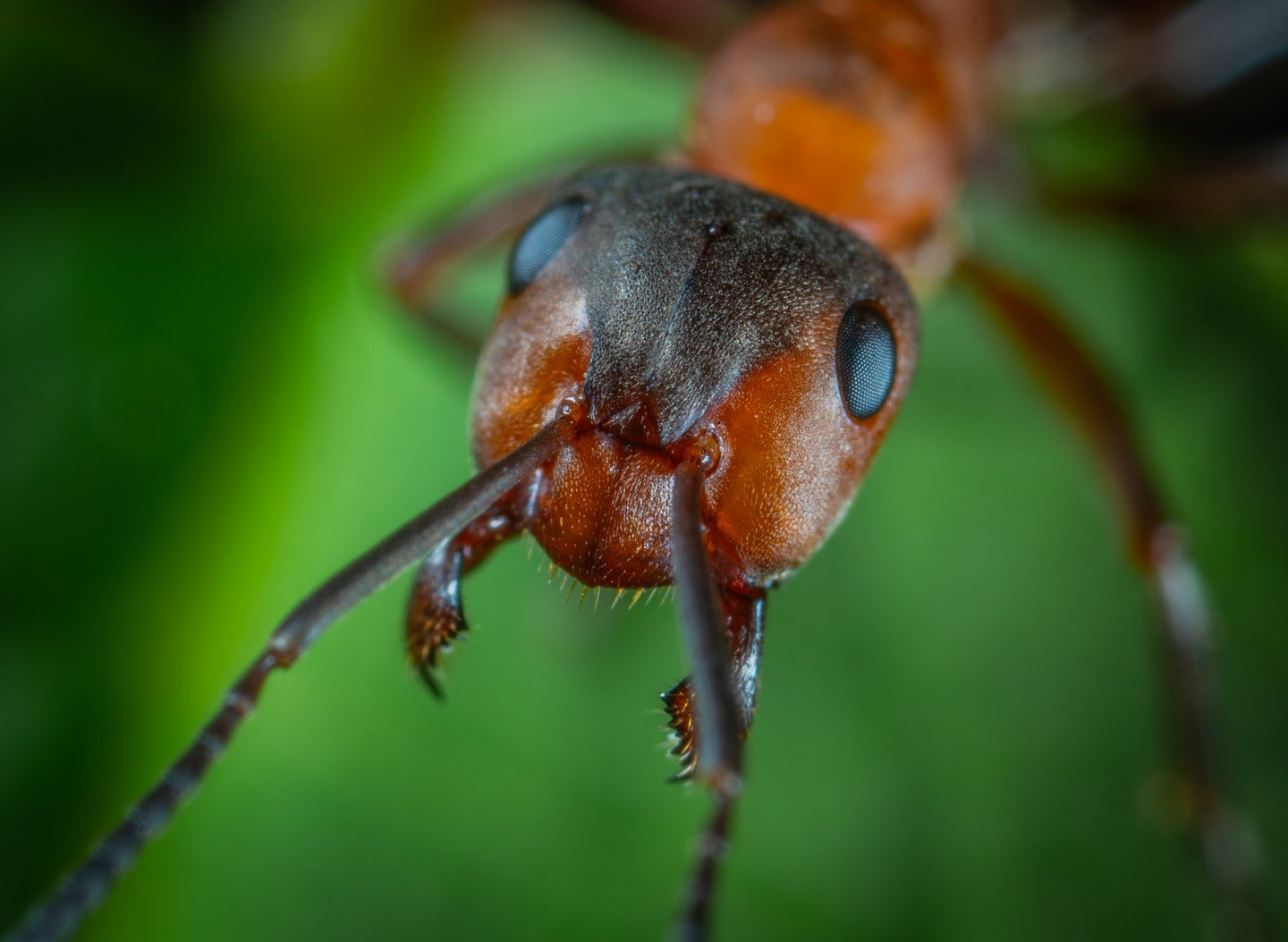 One of the estimated 20 quadrillion ants on Earth.
