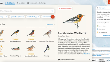 These new interactive maps reveal the incredible global journeys of migrating birds