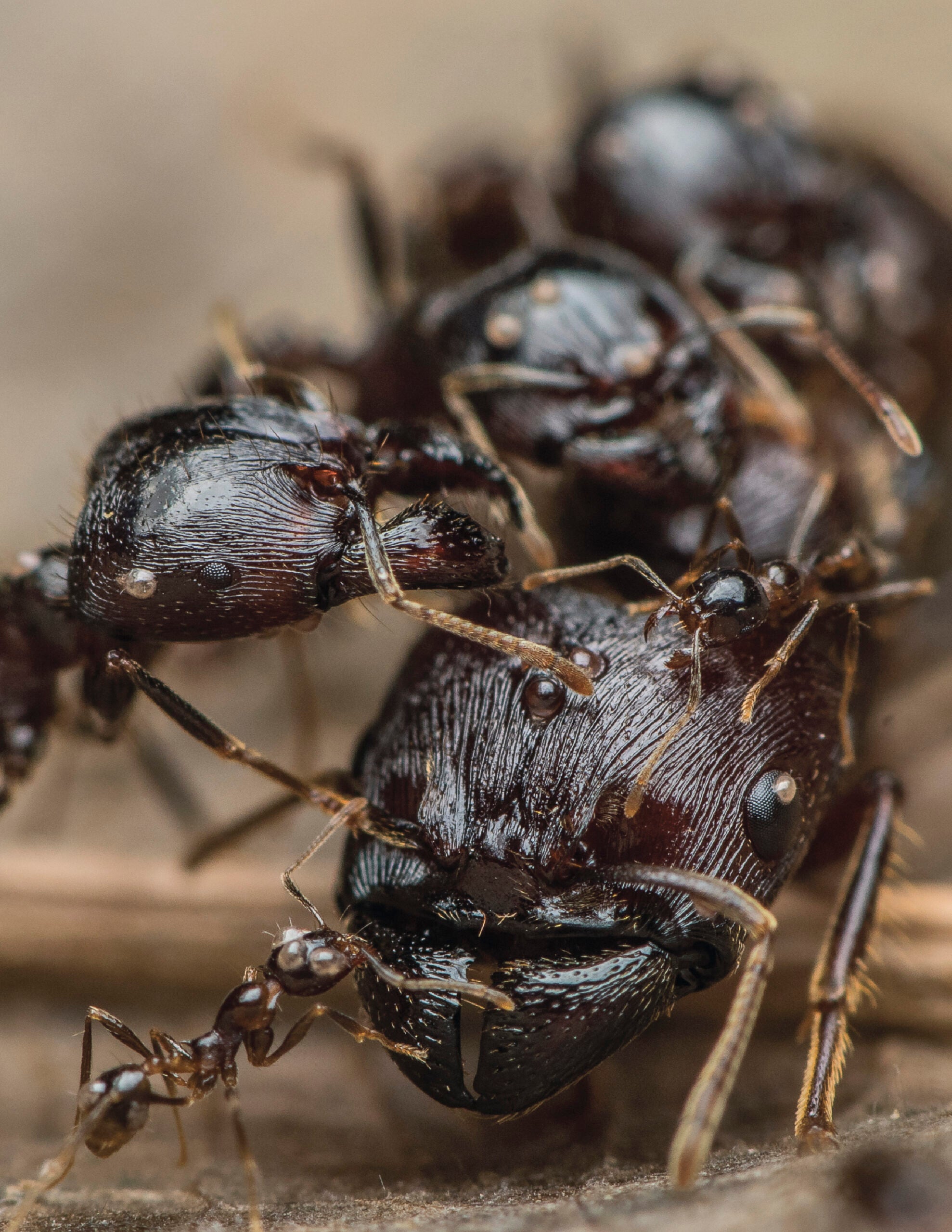 ¿Cuántas hormigas hay en el mundo?  Miles de millones de rupias.