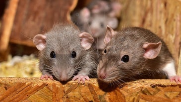 Rats can’t barf—here’s why