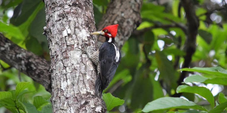 For woodpeckers, dropping beats could be the same as singing