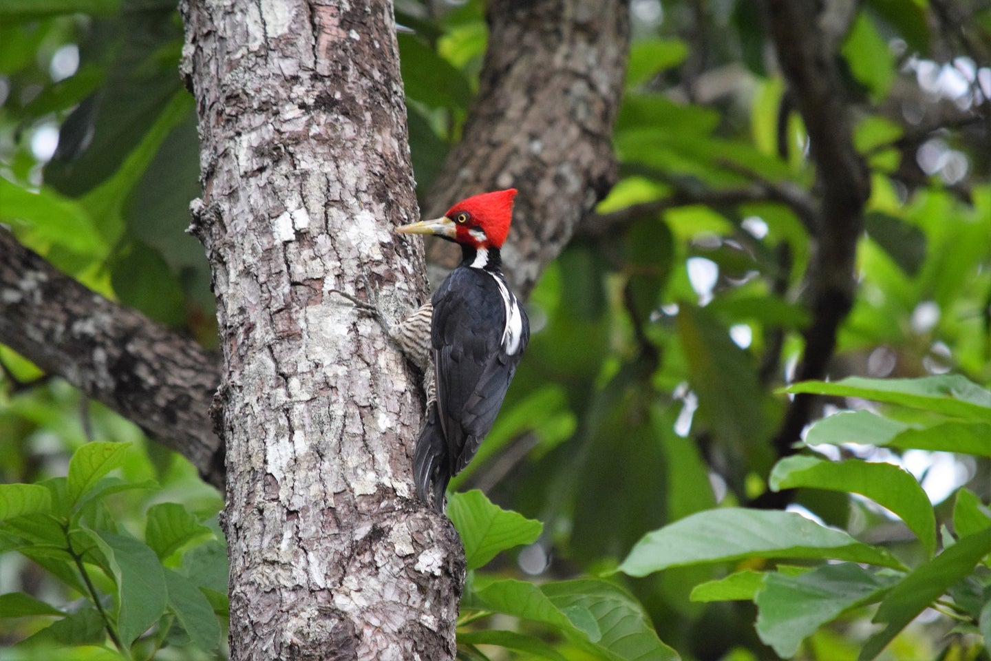 A pale-billed woodpecker on a tree branch.