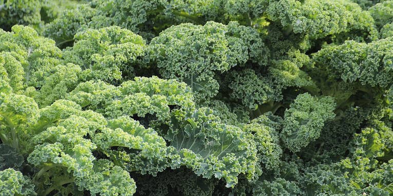 Kale is an acquired taste, even in utero