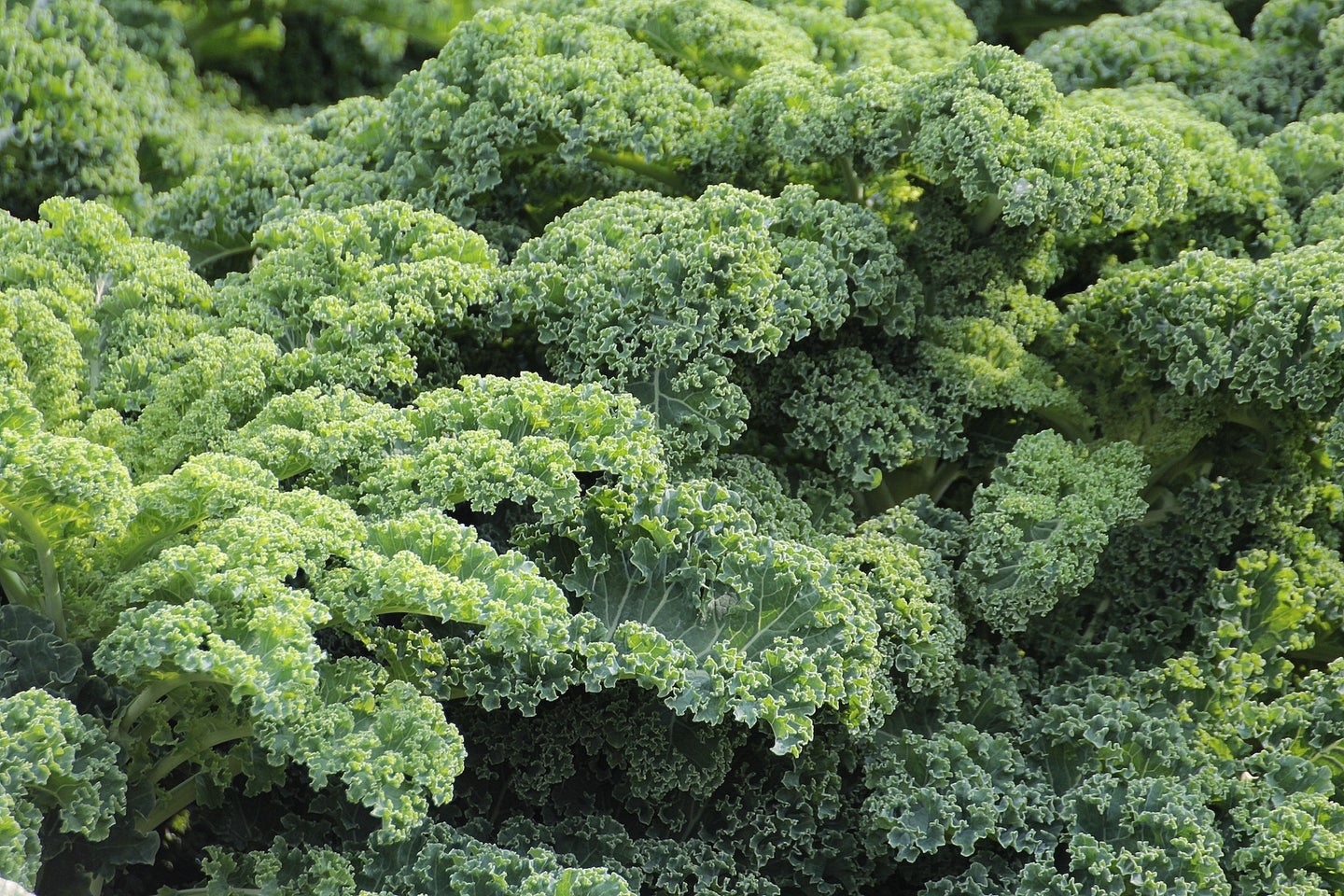 Kale is a polarizing leafy green vegetable.