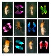 three rows of photos of termites. some are colored vibrate pink, blue, and green to show off their incredible mandibles and morphology