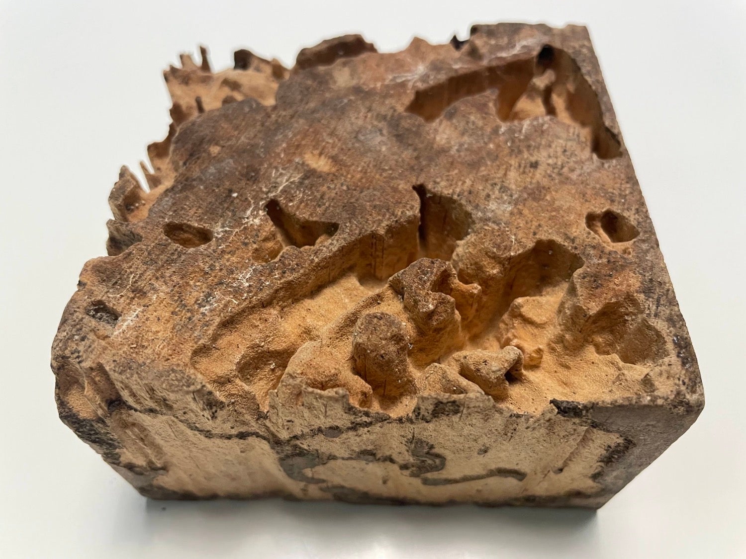 a block of wood with many channels and tunnels created by termites