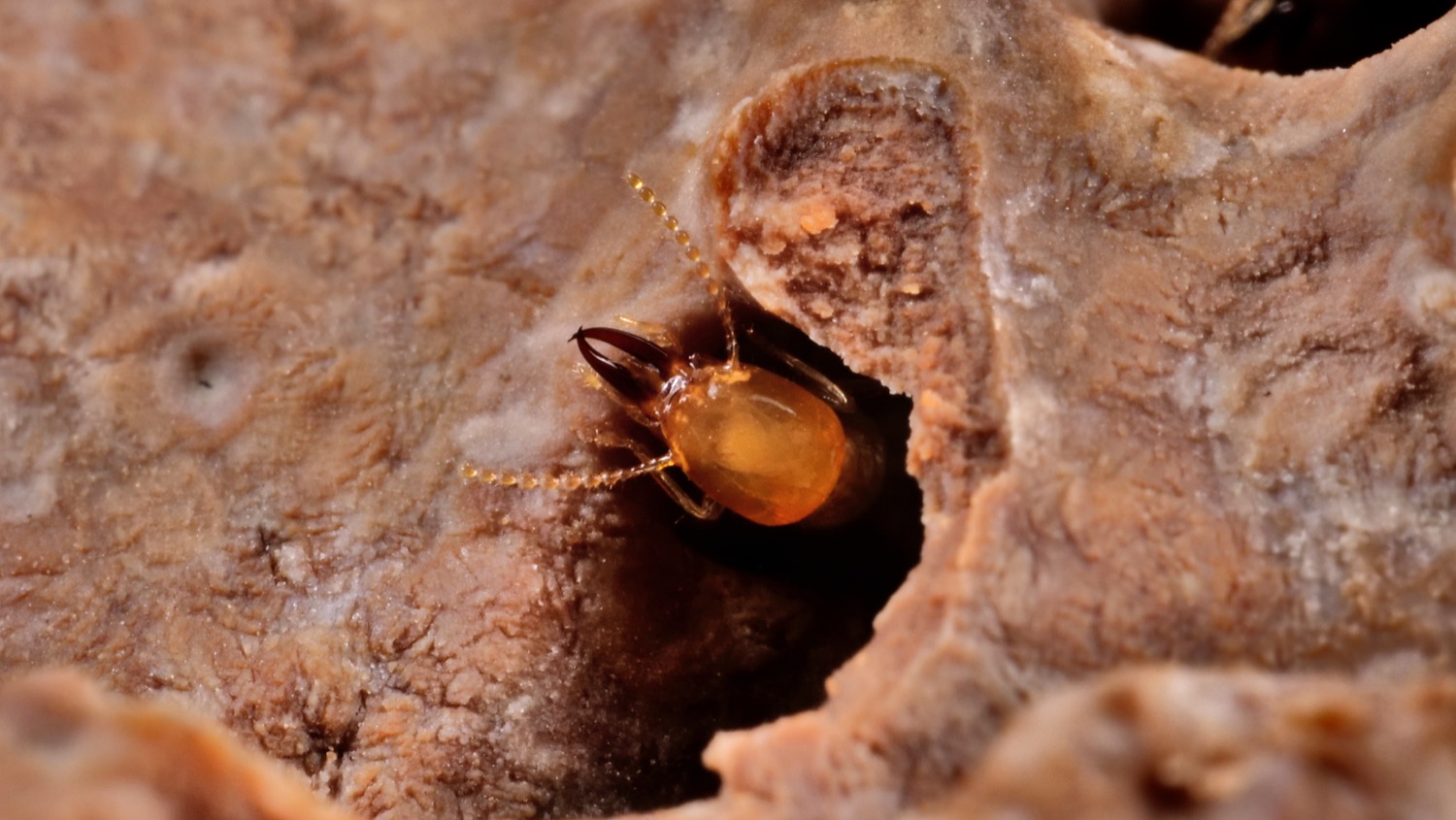 a termite's head is seen poking out from a channel in wood