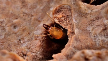 Termites work through wood faster when it's hotter out