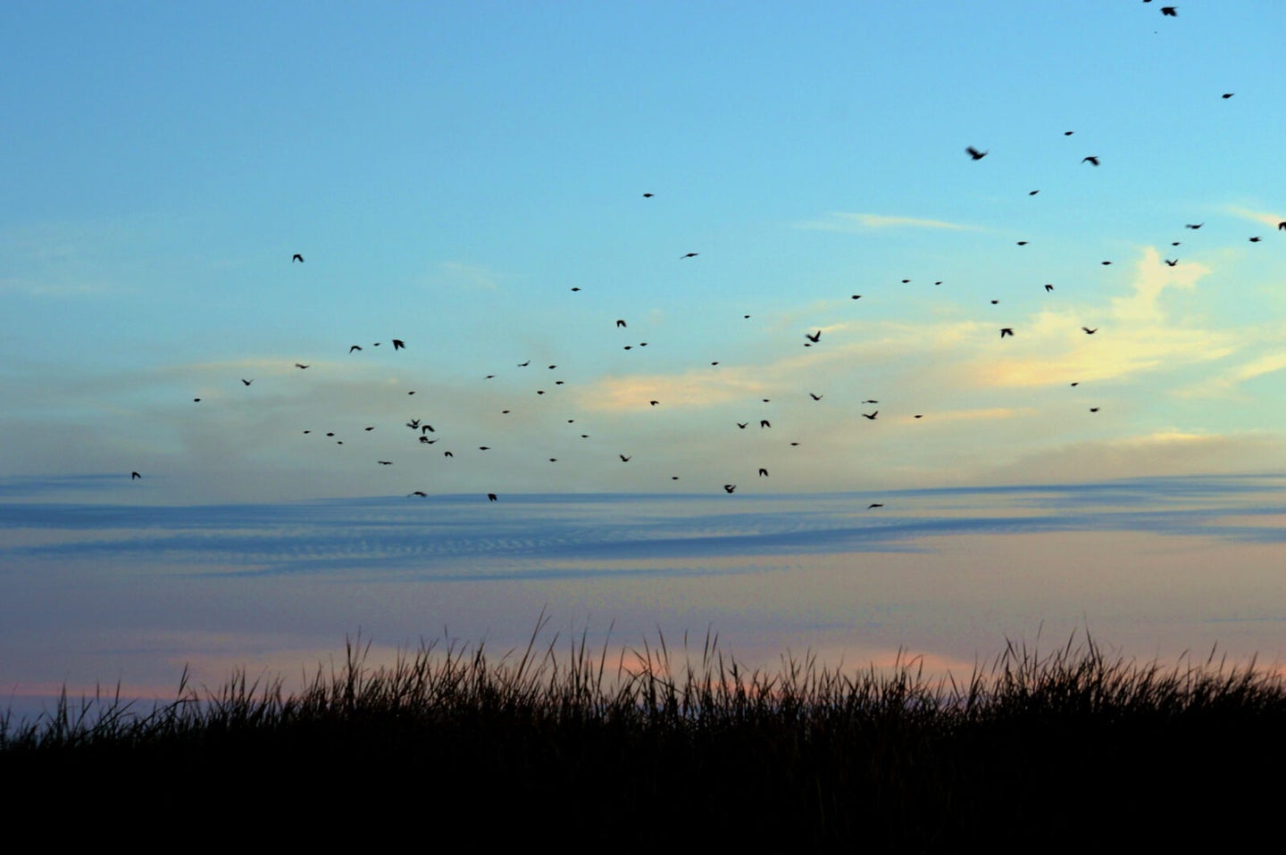 Sunset on a prairie with a flock of birds silhouetted against the sky.