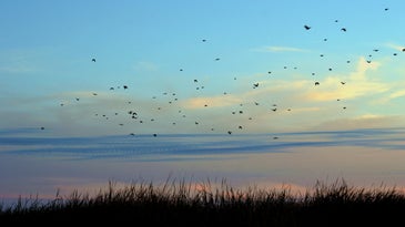 This fall, use weather data to see when birds are migrating near you