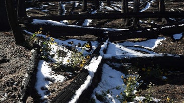 Wildfires are burning away snow in the American West
