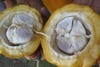 A cacao pod is split in two, revealing large white seeds.