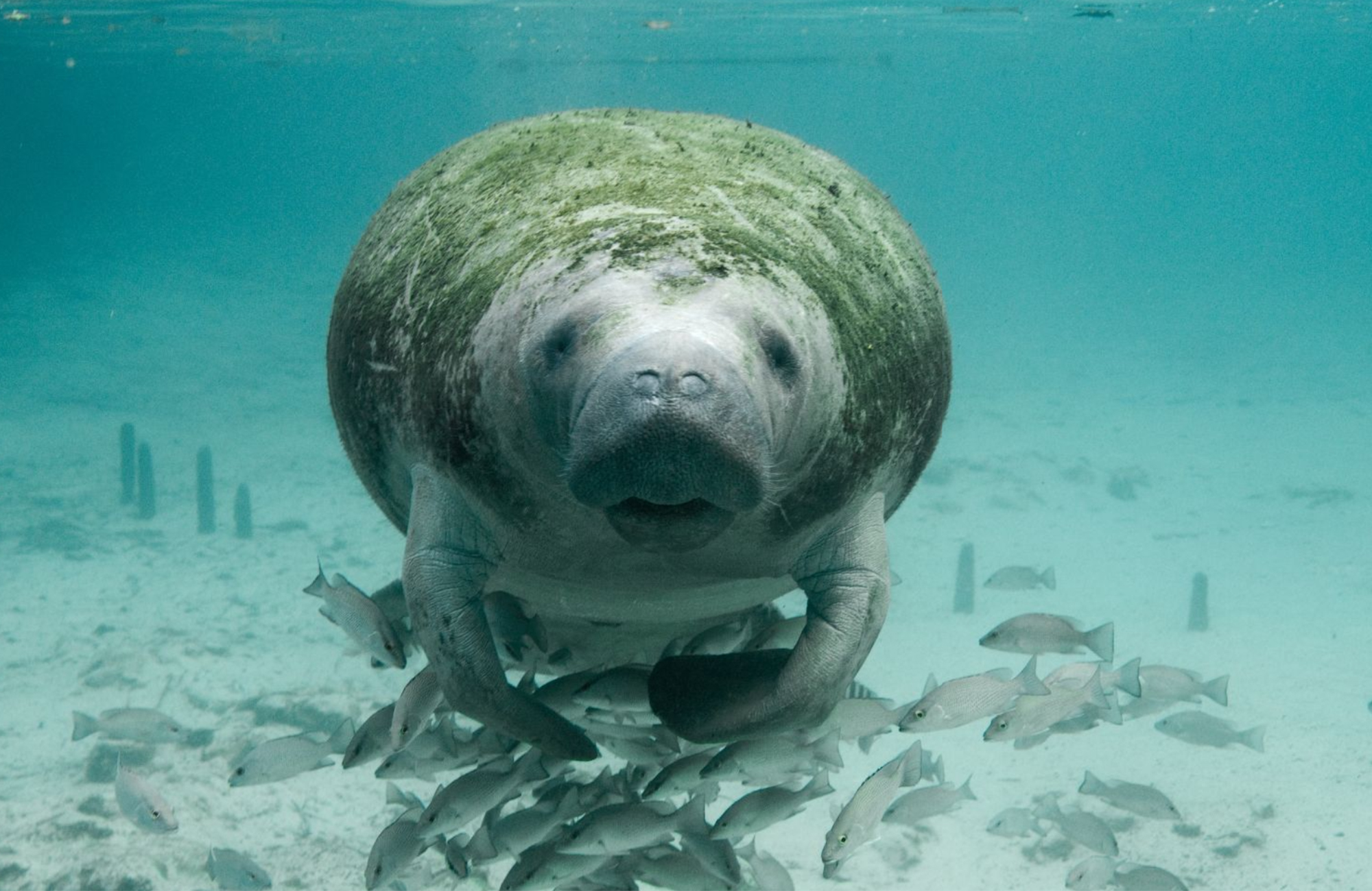 A manatee swims through blue water, surrounded by a school of fish