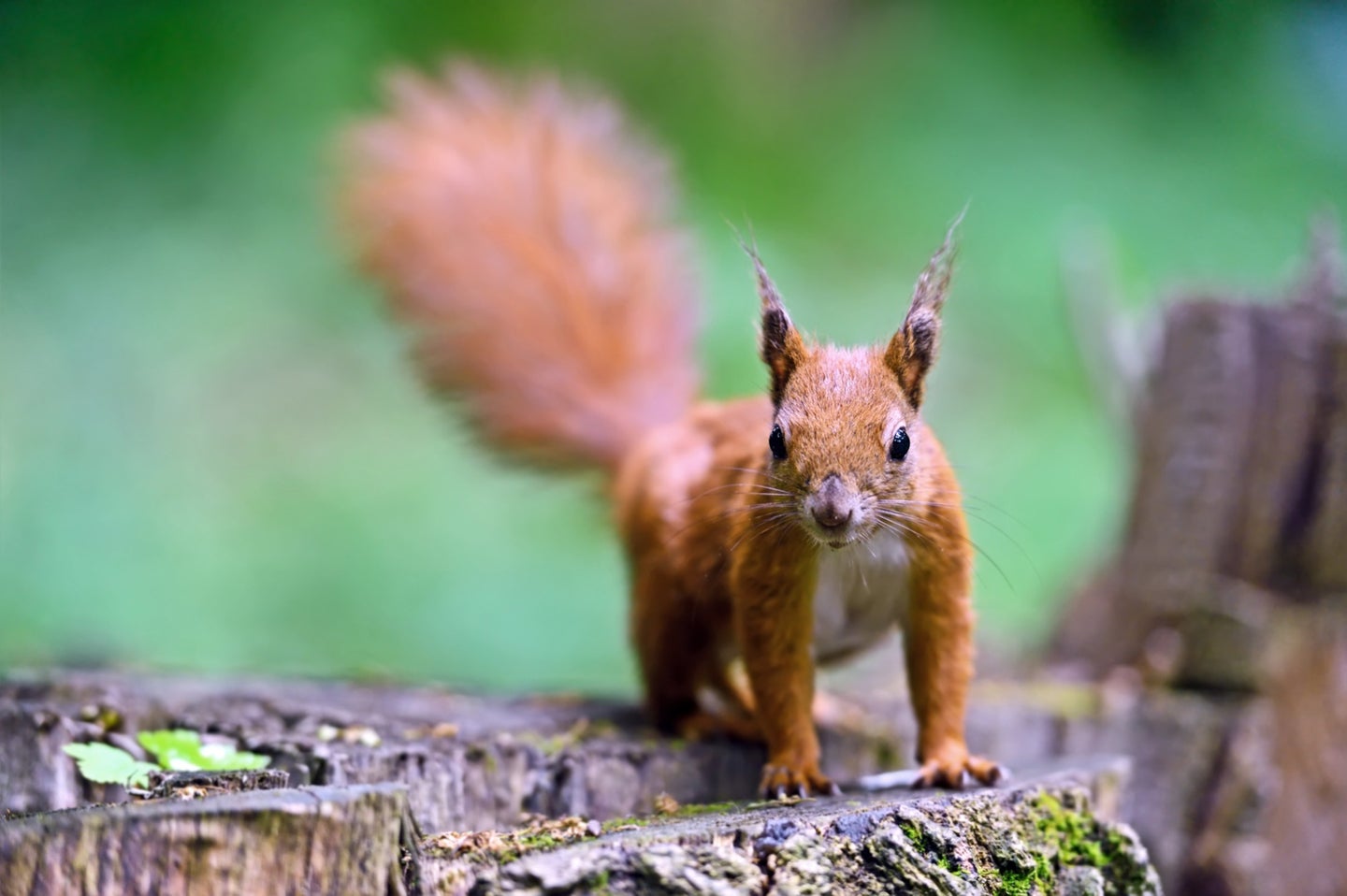 A squirrel, one of the many mammals on Earth.