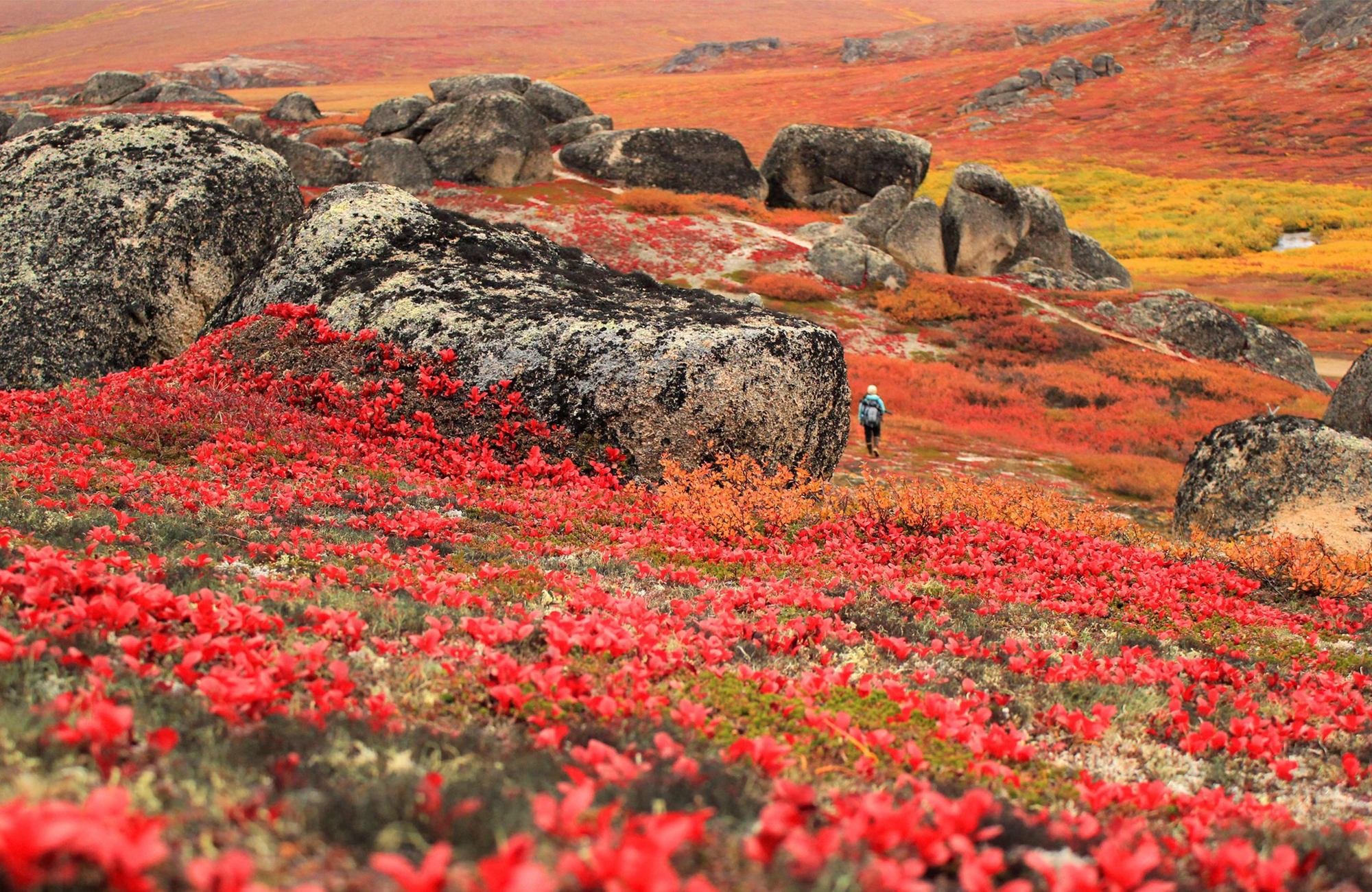 The arctic tundra’s fall foliage is as vibrant as it is short-lived