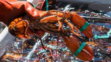 Why Maine is pushing back on a seafood watch group’s red-listing of the American lobster