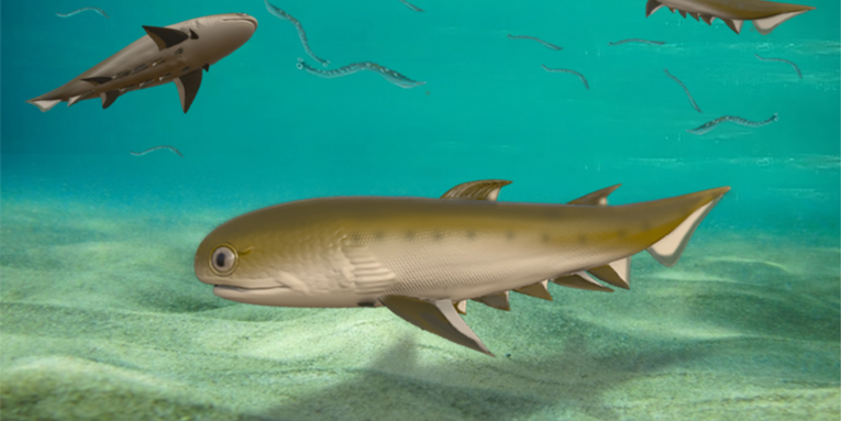 Fish got their jaws millions of years earlier than previously thought