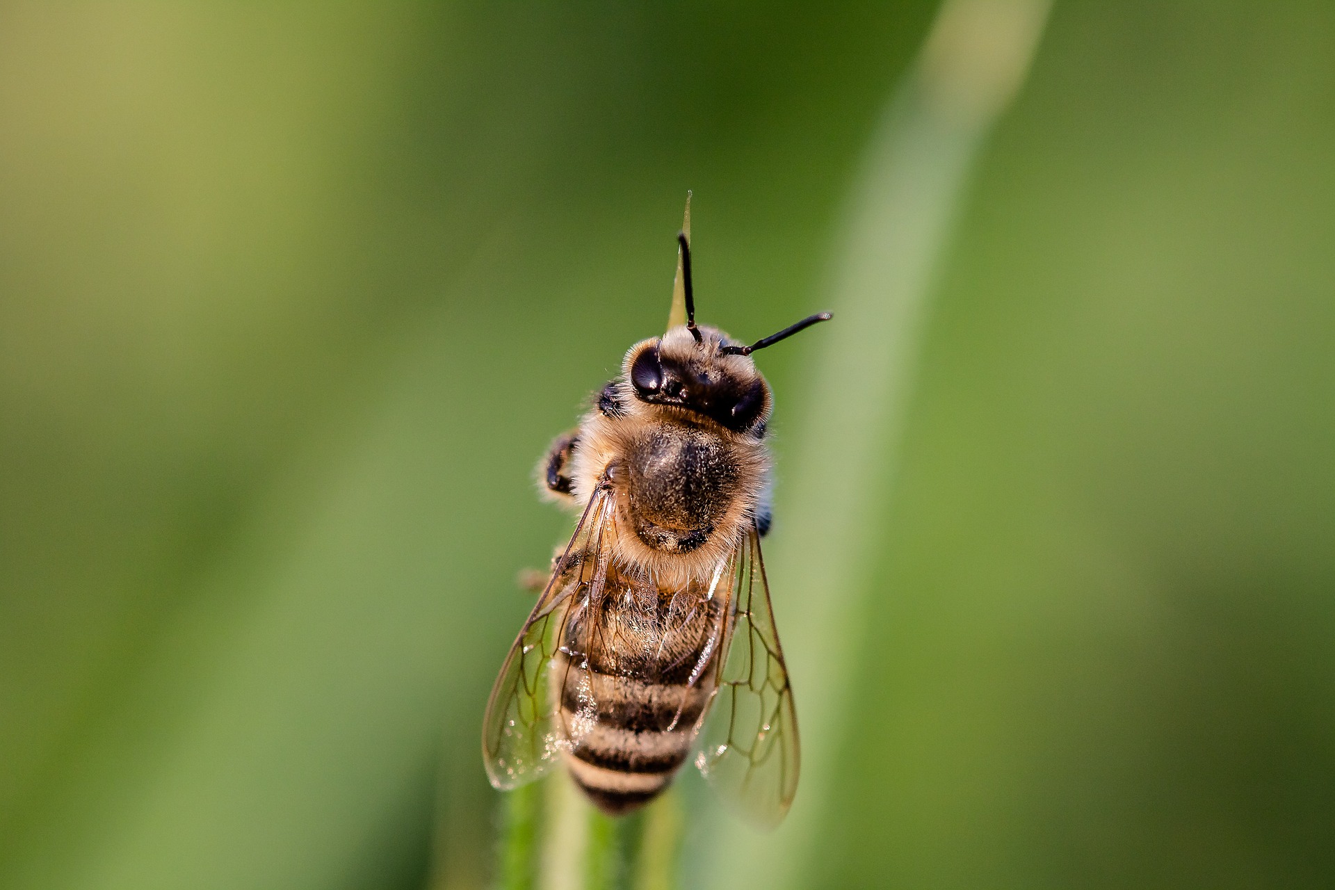 A bumblebee on a blade of grass