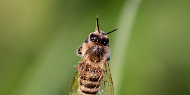 Bees choose violence when attempting honey heists
