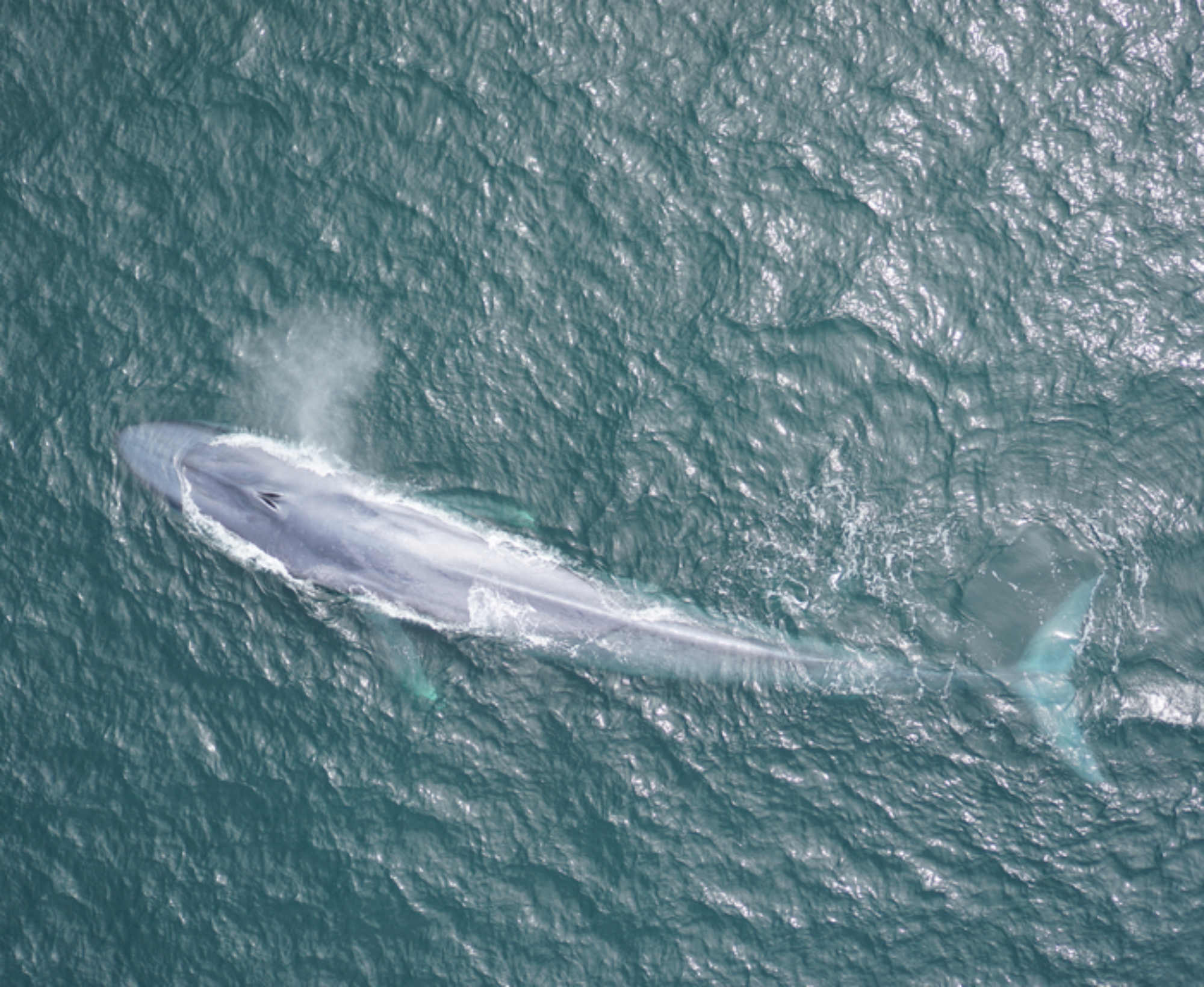 Blue whales track wind and water to hunt their meals | Popular Science