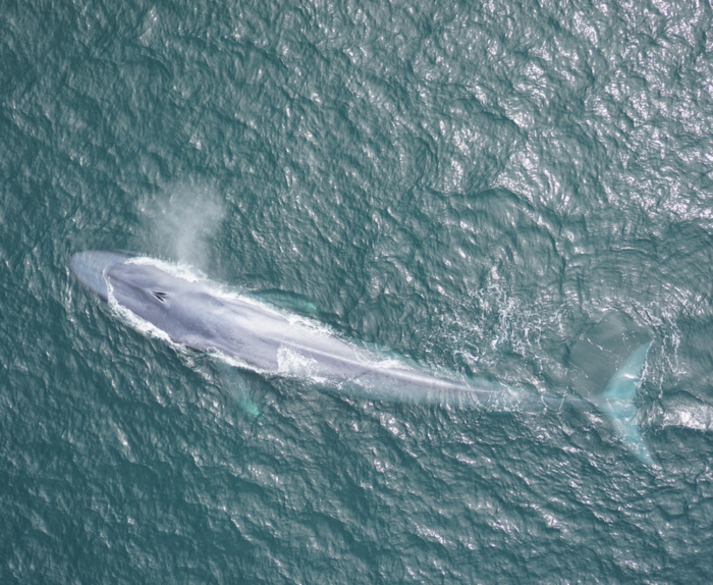Blue whales follow wind-driven upwelling to find rich patches of food.