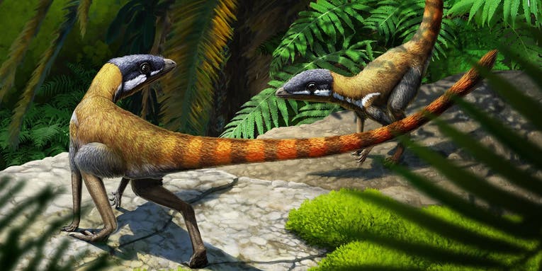 This pterosaur ancestor was a tiny, flightless dog-like dinosaur