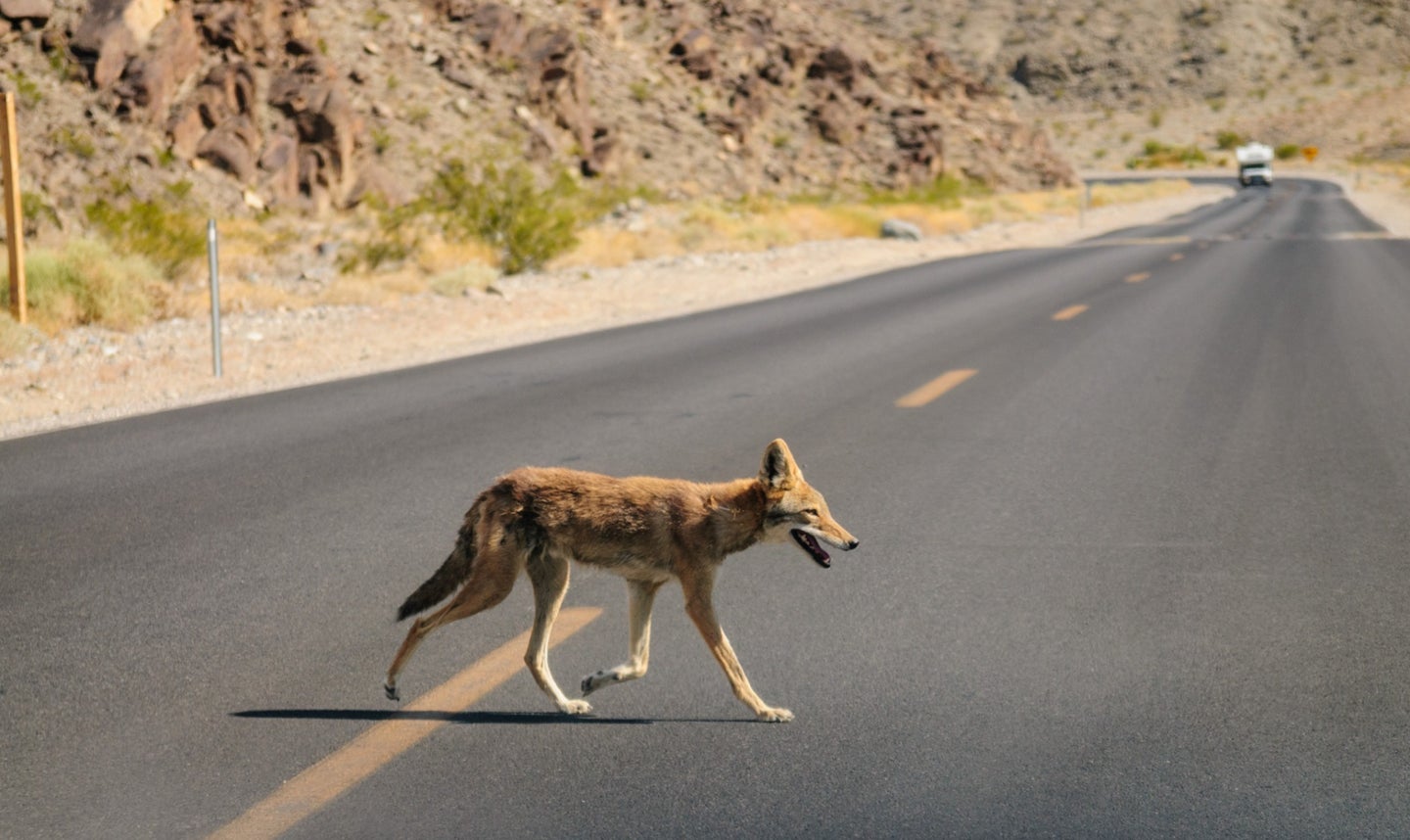Coyote walking on street