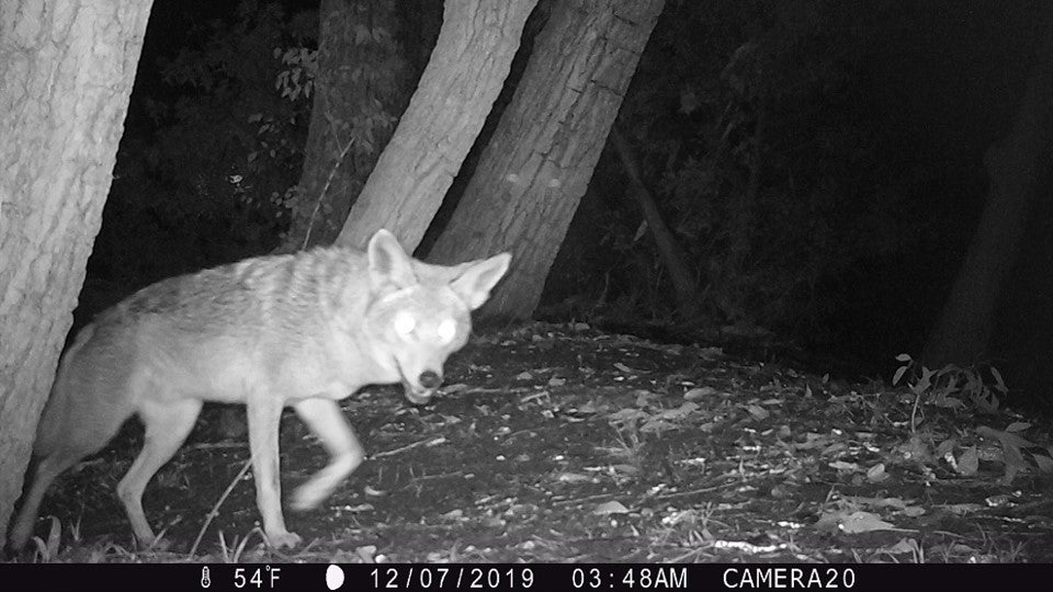 Culver City es el hogar de una rivalidad única entre gatos y coyotes