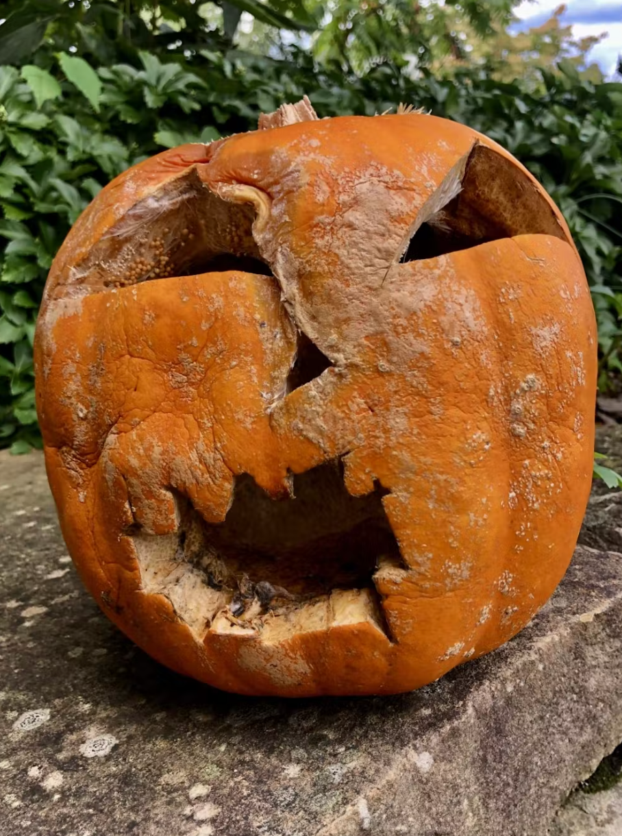 How to keep your pumpkins maggot and mold free for Halloween