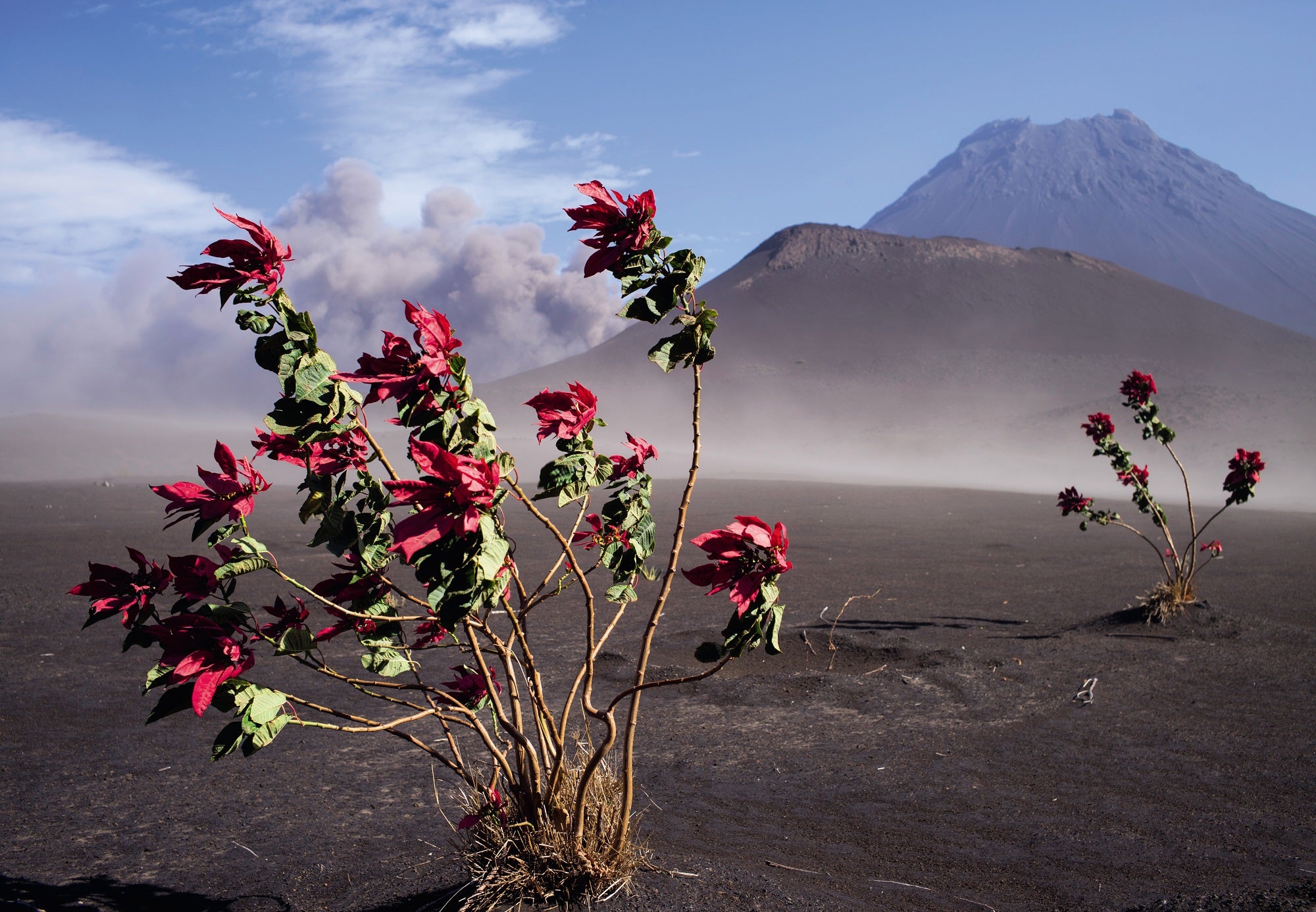 Tree with red leaves growing in ash of Fogo volcano