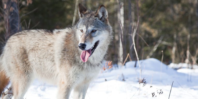 Despite longer hunting seasons, Idaho’s wolf population could be holding steady