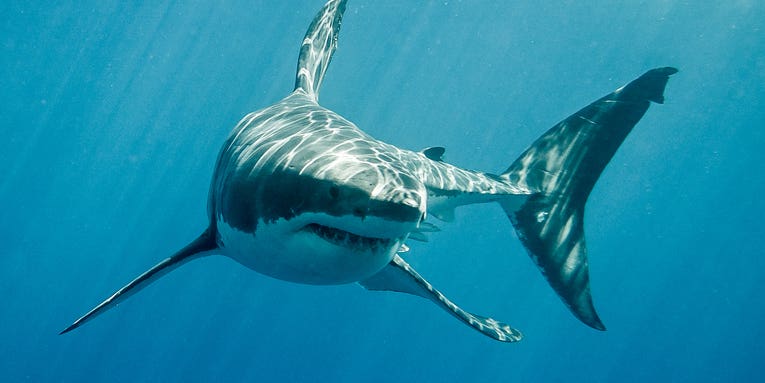 Watch what can happen when killer whales tangle with great white sharks
