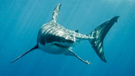 Watch what can happen when killer whales tangle with great white sharks