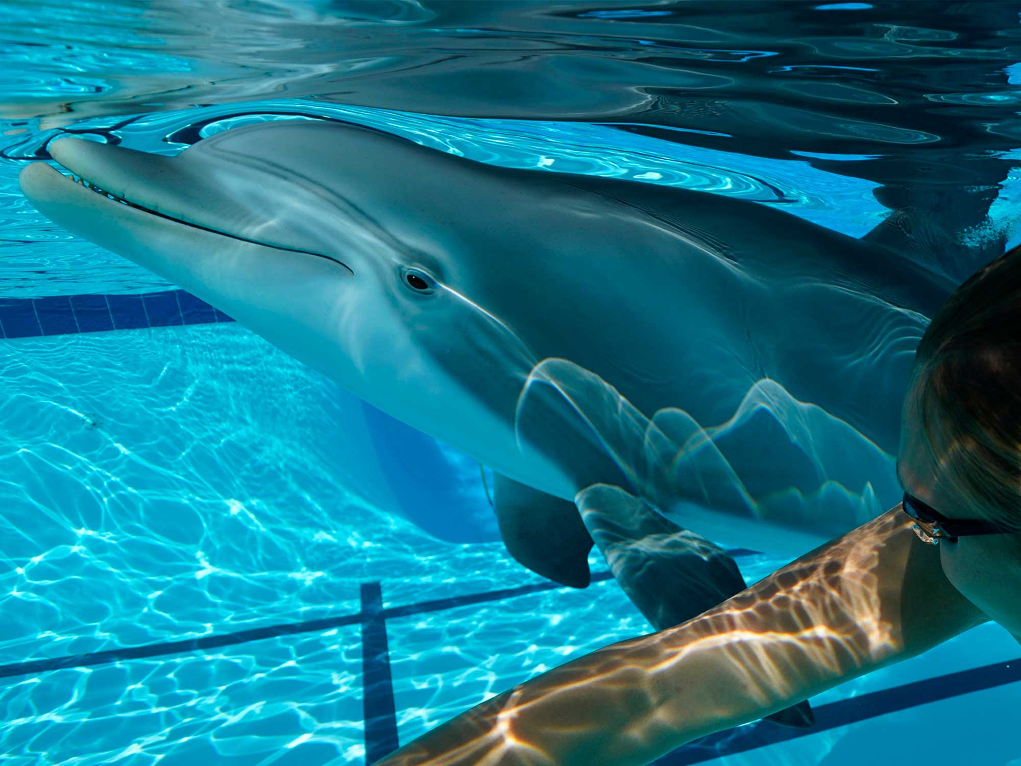 Why people want to swim with robot dolphins | Popular Science