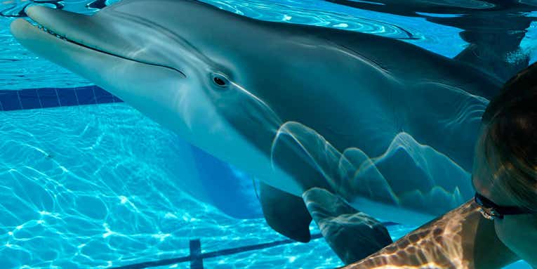 Who wants to swim with robot dolphins? More people than you may think.