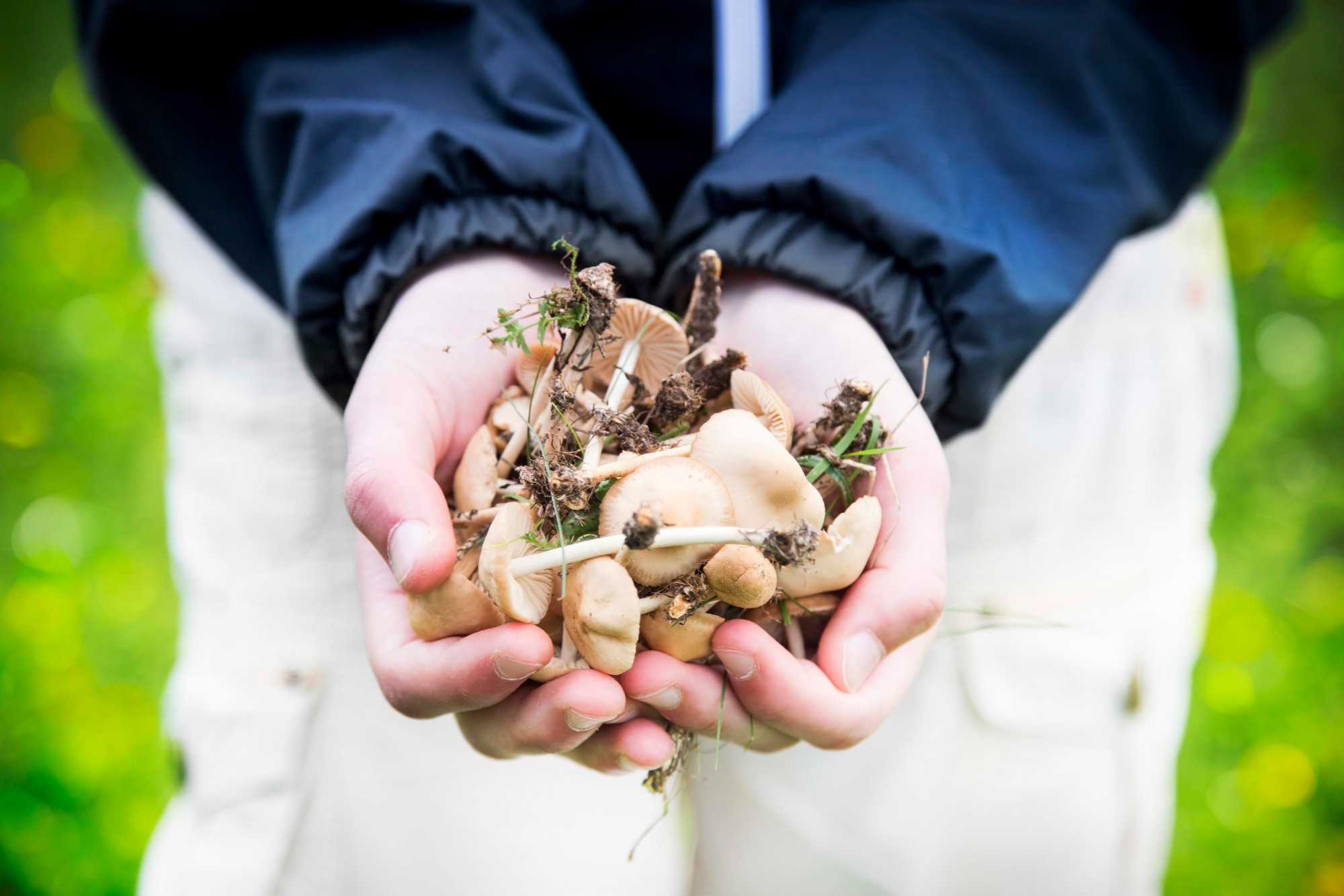 A child showing off foraged mushrooms.