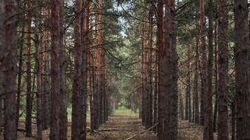 Why planting new forests could do more harm than good