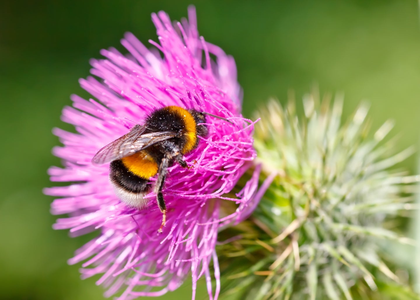 Sixty-six bumblebee species are in decline in North America and Europe.