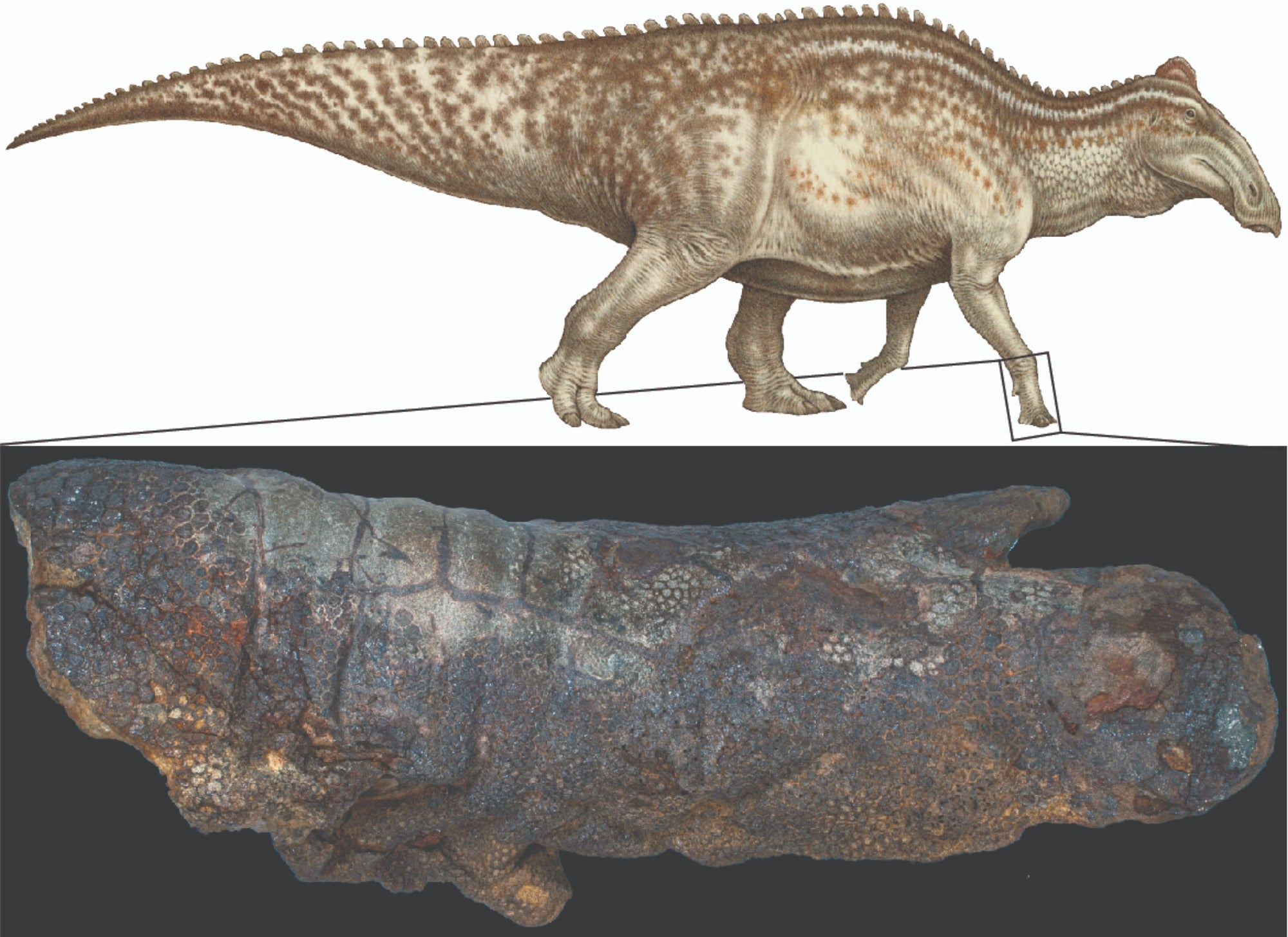 This dinosaur ended up mummified thanks to an ancient crocodile attack