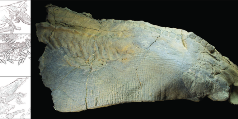 This dinosaur ended up mummified thanks to an ancient crocodile attack