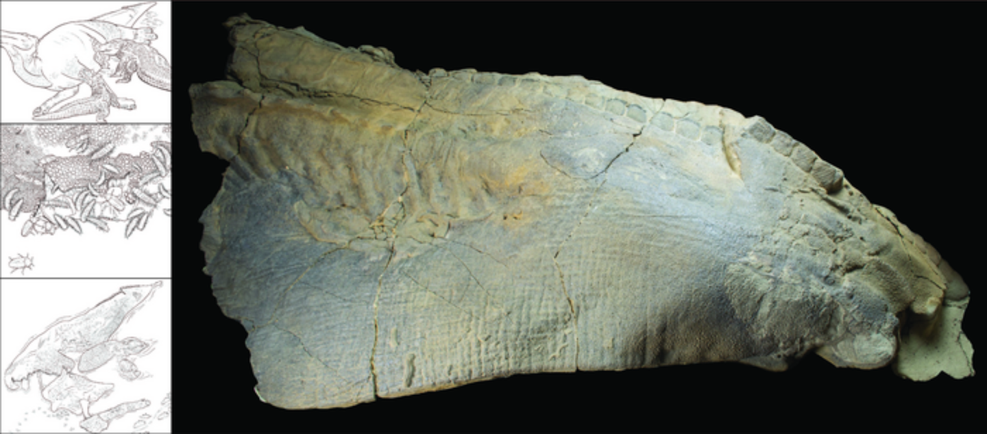 The deflated skin may have been key in allowing the dinosaur corpse to mummify.