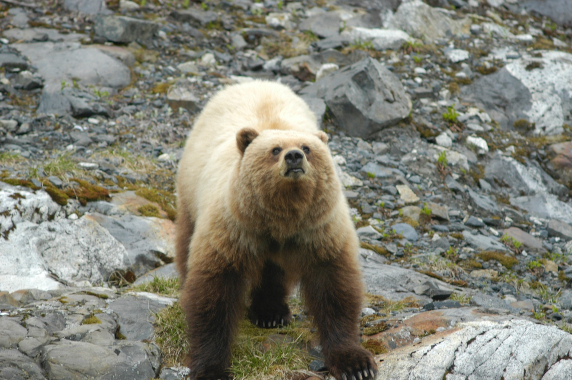 A brown bear in Alaska's Glacier Bay National Park.