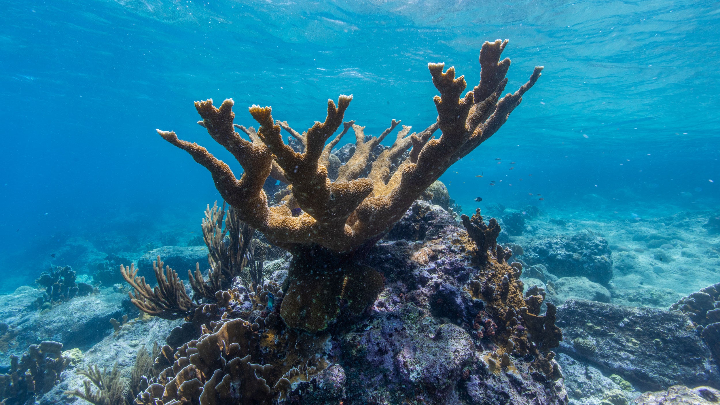 Scientists grow stunning, endangered coral in a lab