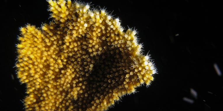 Scientists grow stunning, endangered coral in a lab