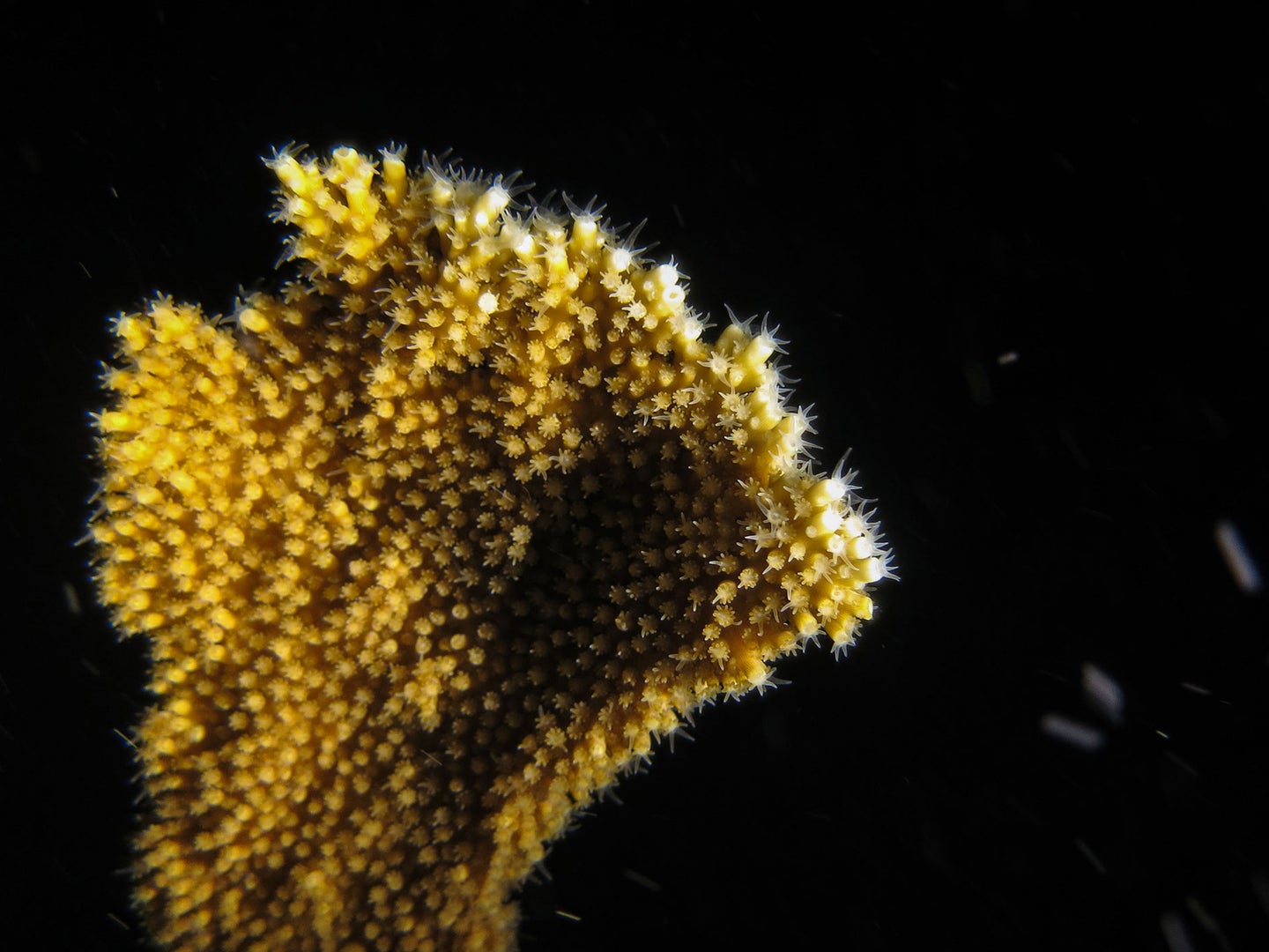 Lab-grown coral