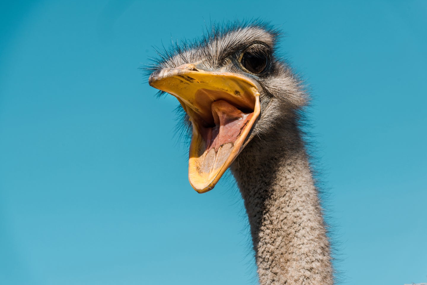 An open-mouthed ostrich