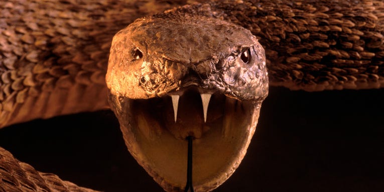 The sharp science behind fangs, the ultimate biting weapon