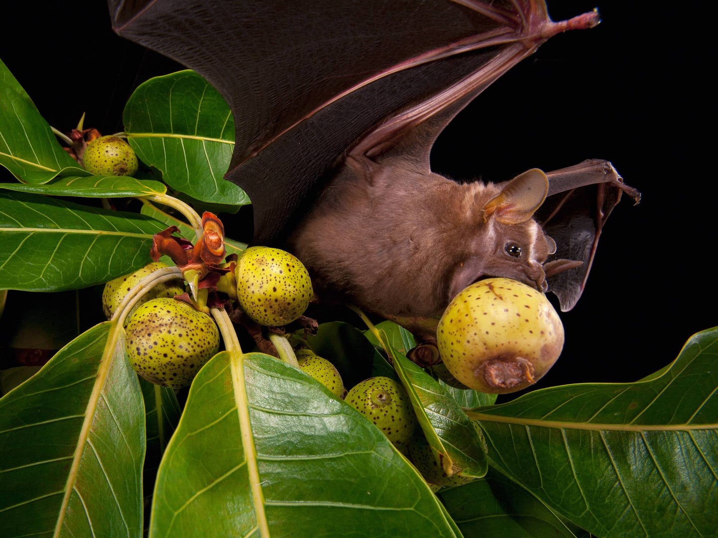 bat eating fruit
