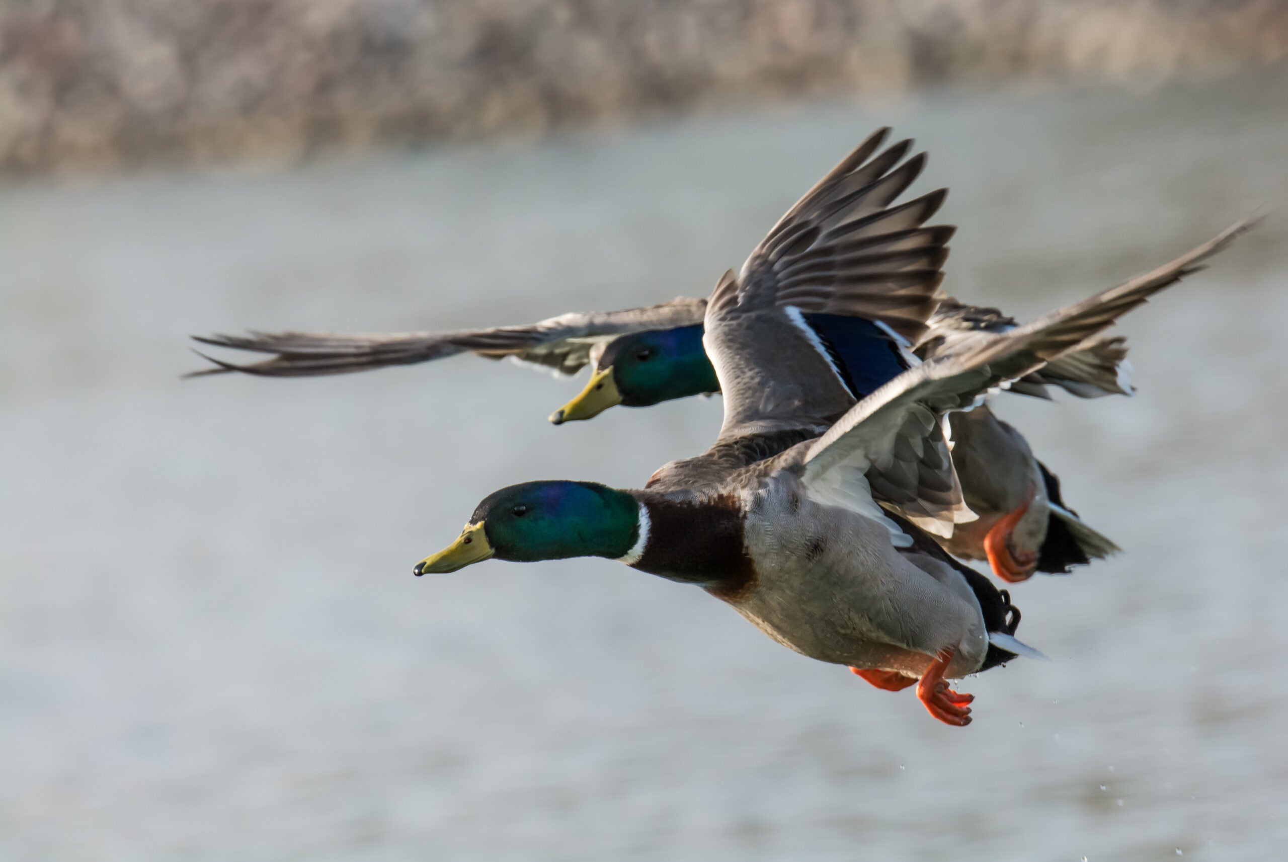 Las aves acuáticas y los patos son los únicos grupos de aves que experimentan un crecimiento demográfico